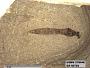 Insecta