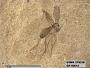 Insecta