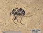 Insecta
