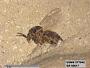 Insecta