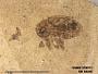 Insecta