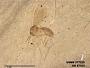 Insecta
