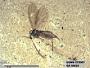 Insecta