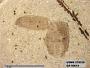 Insecta