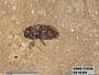 Insecta