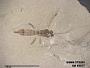 Insecta
