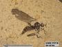 Insecta