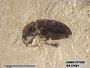 Insecta