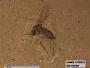 Insecta