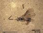 Insecta