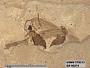 Insecta