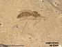 Insecta