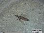 Insecta