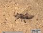 Insecta
