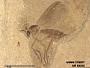 Insecta