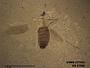 Insecta