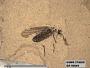 Insecta