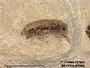 Insecta