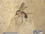 Insecta