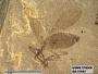 Insecta