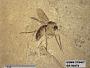 Insecta