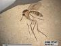 Insecta