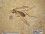Insecta