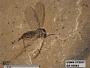Insecta