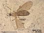Insecta