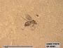 Insecta