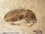 Insecta