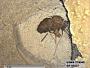 Insecta
