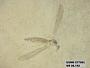 Insecta