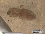 Insecta