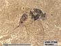 Insecta
