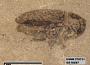 Insecta
