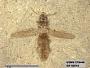 Insecta