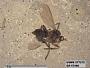 Insecta