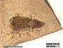 Insecta