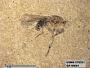 Insecta