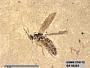 Insecta