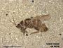 Insecta