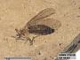 Insecta
