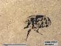 Insecta