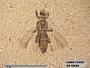 Insecta