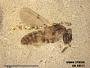 Insecta