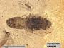 Insecta