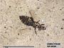 Insecta