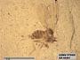 Insecta