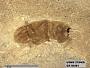 Insecta
